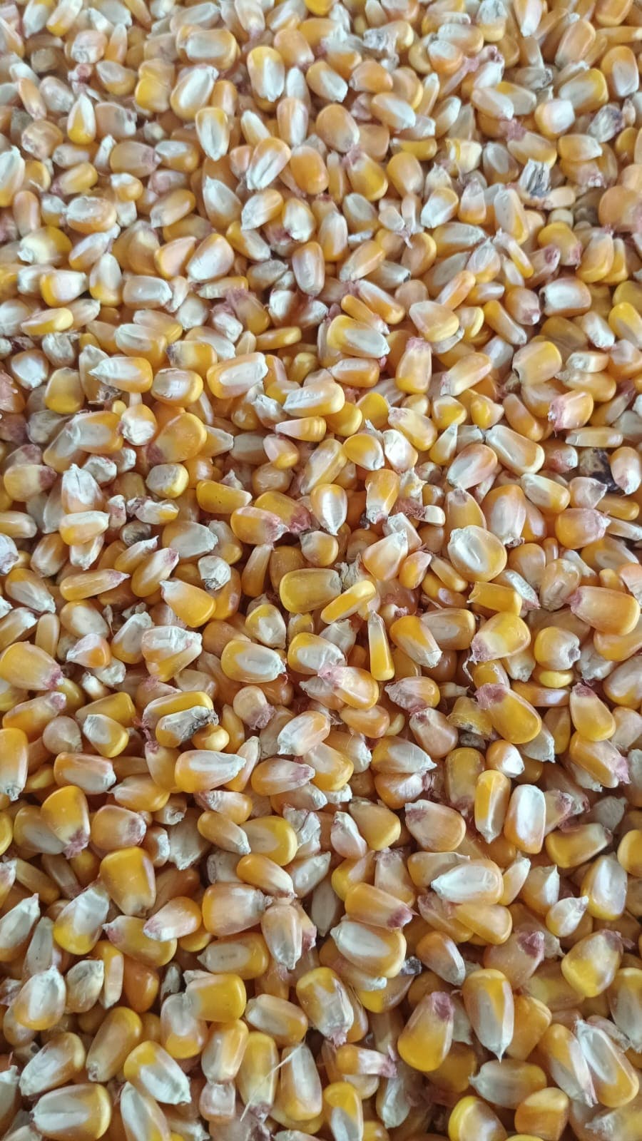 Yellow shelled maize grain ready for cattle feed