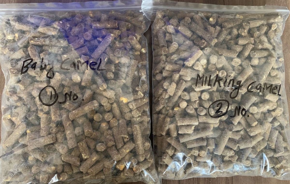 Two sample bags of manufactured camel feed labelled 'Baby Camel No. 1' and 'Milking Camel No. 2'
