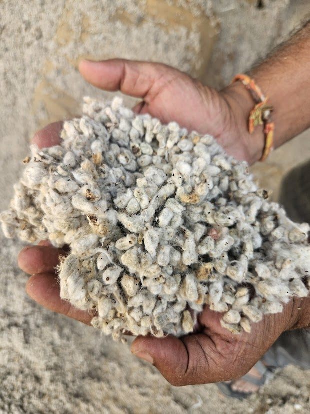 Whole cotton seed (binola beej) — the starting material before oil extraction