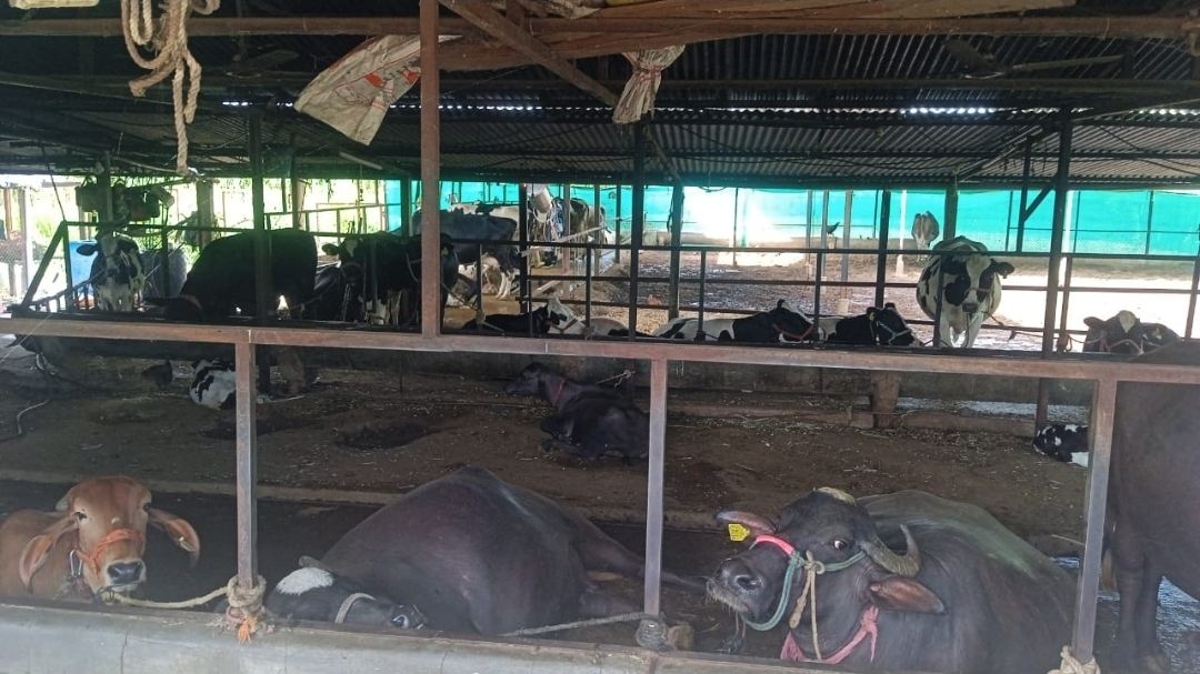 A working smallholder dairy with HF crossbred cows and buffaloes in tied stalls under a tin-roof shed with green shade netting