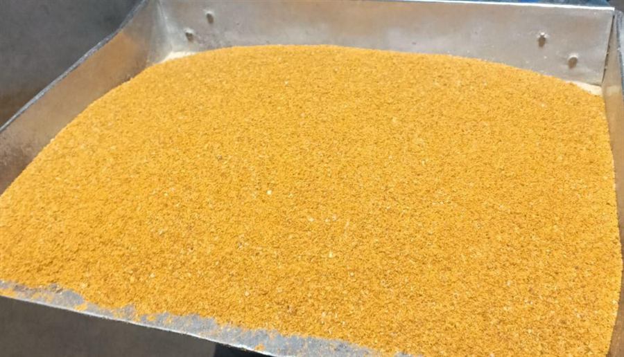 Bright yellow-orange Maize DDGS in a metal tray